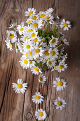 White daisies on a wooden background