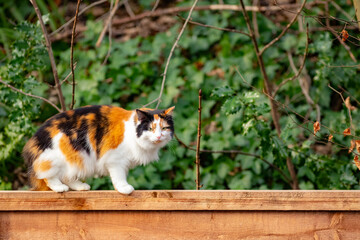 Beautiful tricolor Fluffy ginger tabby cat walking on old wooden fence 
Happy Portrait Cat, in the Park in Bangkok. Lovely Cat.