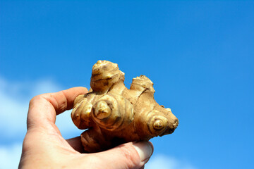 キクイモ、菊芋。健康。家庭菜園、畑、収穫、野菜イメージ素材