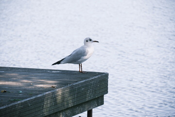 Mouette posée sur un ponton en bois .