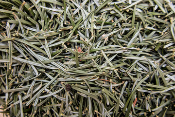 Caucasian fir needles fallen from an old Christmas tree gathered in one place as a background