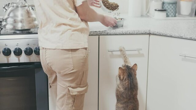 Hungry striped red cat requests to eat, standing on its hind legs.
