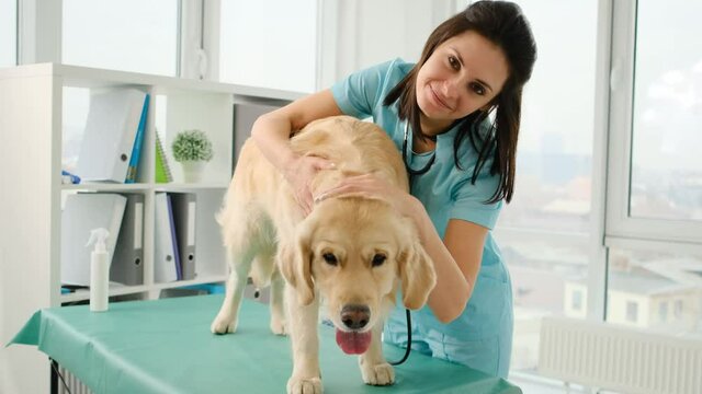 Happy woman veterinarian stroking golden retriever dog uring appointment in veterinary clinic