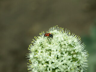 Owad na kwiatku © Jacek