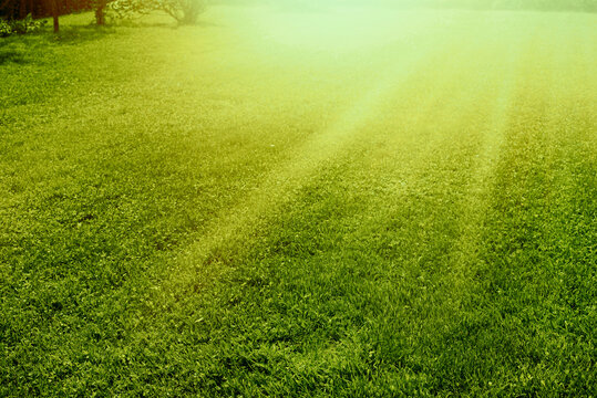 Green lawn in garden during summer. High quality photo.