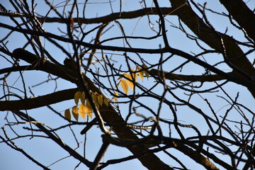 Yellow autumn leaves against the blue sky