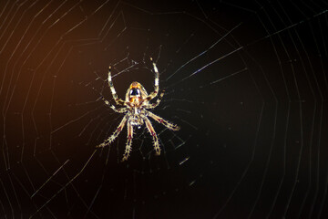 Spider Night Web Closeup