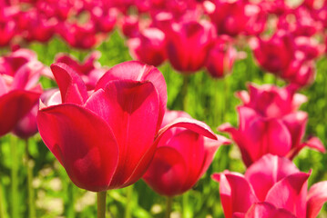 tulips
