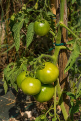 A bunch of unripe Dunne tomatoes, a cross between the San Marzano and Dattero varieties. Growing in Friuli-Venezia Giulia, north east Italy
