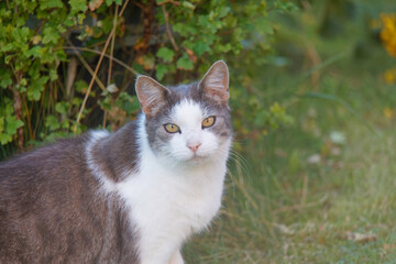 Naklejka na ściany i meble Gray and white cat with intense yellow eyes in the garden