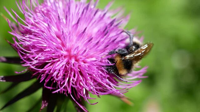 a bumblebee sucks nectar on a thistle flower