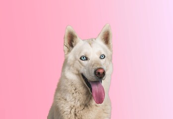 Dog.