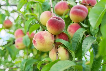 Close-up of ripe peaches on tree, harvest of natural organic peaches in garden