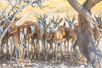 Naklejka na ściany i meble Springboks standing in the shadow of a tree in Etosha National Park of Namibia