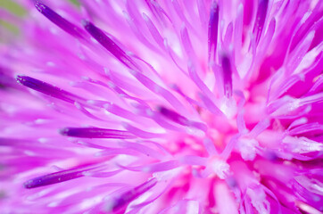 flower macro