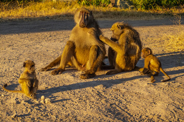 Baboon family early in the morning in Chobe National Park of Botswana.