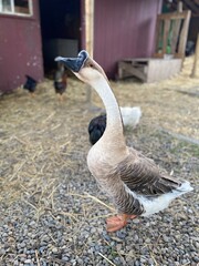 goose on a farm