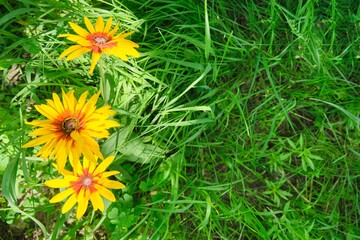 Green grass background, yellow rudbeckia flowers, copy space, top view, summer nature