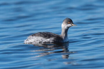 Cagarraz. Ave que se reproduz em pequenas colónias, e lagos com muita vegetação.