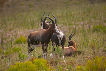 Sable antelope in a private game reserve in South Africa.