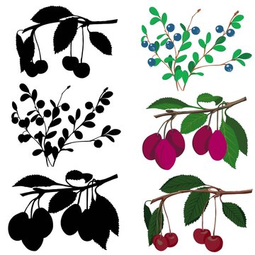 An Educational Children's Game For Comparing And Connecting Objects And Their True Shadows, A Simple Game Level For Preschool Children. Fruits And Berries Isolated On A White Background And Out Of The