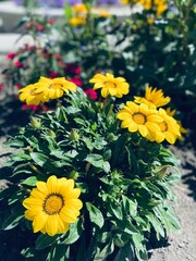 bouquet of yellow flowers