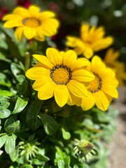 yellow flowers in the garden