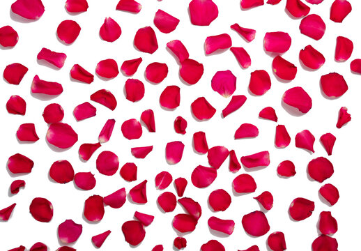 background and texture of bright red rose petals. copy space. flat lay.