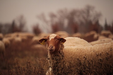 mouton