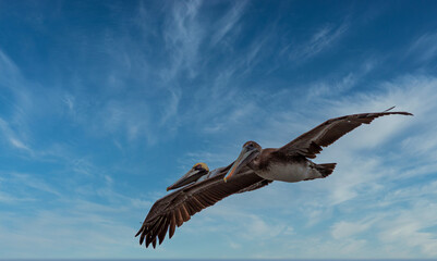 Two Pelican flying