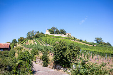 Fototapeta na wymiar View of vineyards in Weinsberg, Baden Wuerttemberg with the ruins of the Weibertreu castle in the background