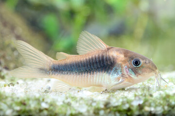 Bronze corydoras, Corydoras aeneus, tropical freshwater fish in the aquarium © Geza Farkas