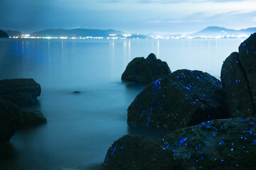 Sea Fireflies in Okayama