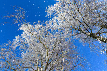 Fototapeta na wymiar Two birch trees covered with frost on a background of blue sky. Winter in Europe