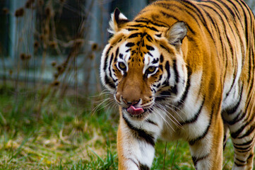 Fototapeta na wymiar Tiger at Sofia/Bulgaria Zoo