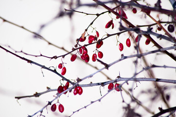 red berries under snow, background, mountain ash. winter day. branches under the snowflakes. selective focus and toning