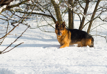 Travelling with a pet, Hiking. Running german shepherd dog. dog in nature. Beautiful forest, light, suns. dog in winter in the snow.