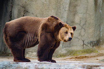 Brown Bear at Sofia/Bulgaria Zoo