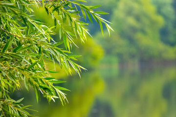 Willow branches with green leaves on the background of the river, which reflects the trees