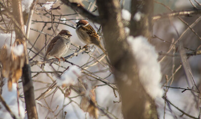 panoramic photo with a group of small funny birds sparrows sit on a branch in different poses in a winter Park. very cold winter polar vortex day looks like in the open countryside