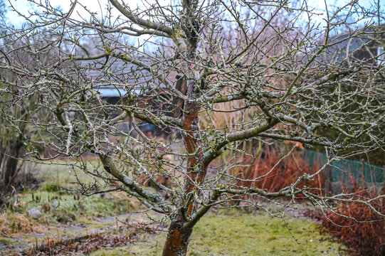 Apple tree in winter without leaves and apples