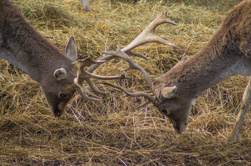 Deer play at Sofia/Bulgaria Zoo