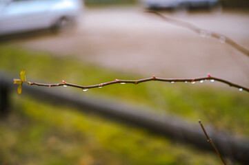 Raindrops on a rose bush