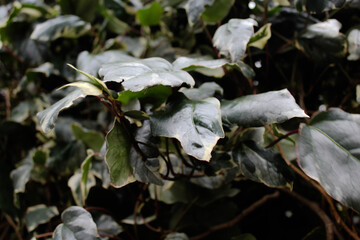 Ivy natural plant background