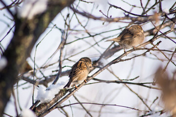 panoramic photo with a group of small funny birds sparrows sit on a branch in different poses in a winter Park. very cold winter polar vortex day looks like in the open countryside
