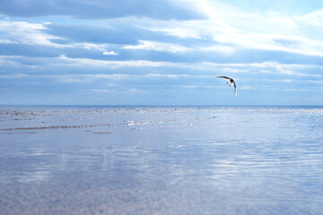 Abstract ocean background, blue sea, cloudy sky and biard. Freedom concept.