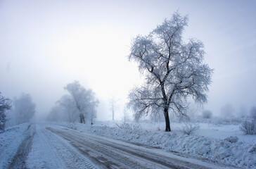 Beautiful trees in winter landscape in early morning in snowfall.