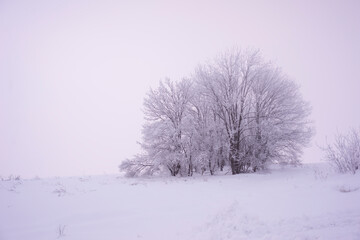 Beautiful trees in winter landscape in early morning in snowfall.