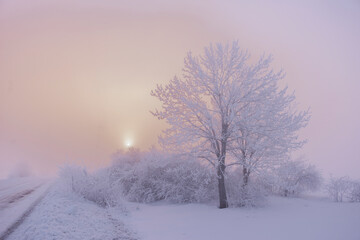 Beautiful trees in winter landscape in early morning in snowfall.