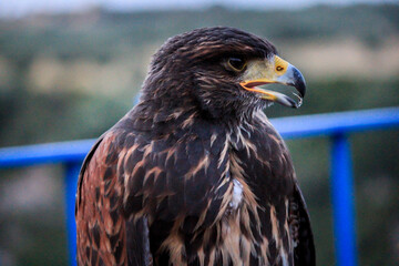 The golden eagle (Aquila chrysaetos)